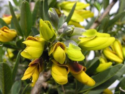 TU PROPIO JARDÍN 10 Semillas de Anagyris Foetida (Altramuz del diablo)
