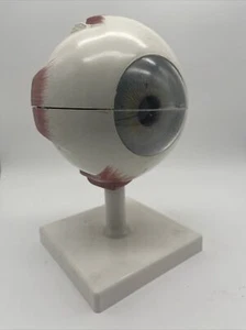 3B Scientific F10 Human Eye Model, 5 times Full-Size, 6 part Vision Anatomical - Picture 1 of 4