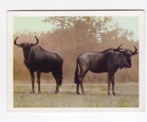 South African National Parks #38 Blue Wildebeest