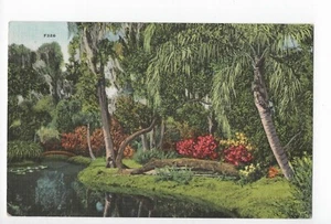 Old Wishing Tree Cypress Gardens Florida Vintage Postcard - Picture 1 of 2