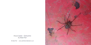 Greeting Card -House Spider #Derbyshire - blank inside 6" x 6" - Picture 1 of 3