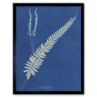 Atkins South America British Flowering Plants Ferns Photo Wall Art Print Framed