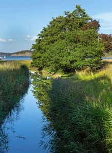 Black Alder ( Alnus glutinosa ) European Alder - Tree Seeds Bonsai - Picture 1 of 4