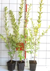 Ligustrum ov. Aureum / gelbbunter Liguster - auffallende großblättrige Sorte - Bild 1 von 2