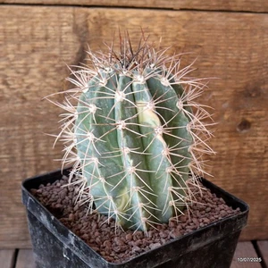 D5240 MELOCACTUS AZUREUS ABIGARRADO maceta 12-H12-W8 cm MaMa Cactus - Imagen 1 de 4