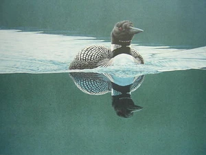 Stampa originale firmata Keith Brockie Breaking the Calm Loon - Foto 1 di 1