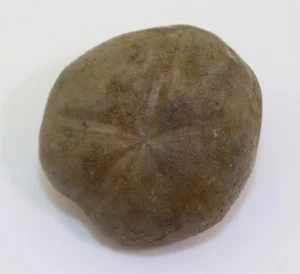 Seeigel, Epiaster whitei, Kreide, Alb, Tarrant County, Texas, USA -m17 - Picture 1 of 6