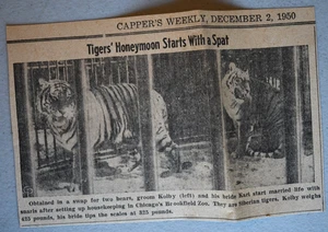Pareja de tigres siberianos en el zoológico Brookfield de Chicago anuncio impreso en periódico vintage 1950 - Imagen 1 de 2