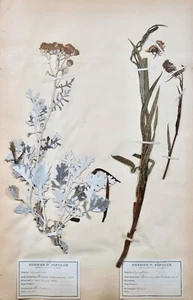 Botanik - Herbarium Blatt XIX - Getrocknete Pflanzen - Corymbiferen 39 - Bild 1 von 5