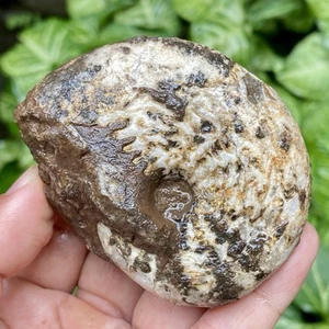 128G AMAZING WHOLE PERMIAN THIN AMMONITE FOSSIL CALCITE MOLLUSCA TIMOR - Picture 1 of 13