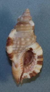 CYMATIUM AQUATILE 51.00mm SUPER CHOICE SPECIMEN Sinai Peninsula, Red Sea, Egypt - Picture 1 of 1
