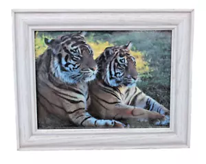 SOLID WHITE WOOD GRAIN PICTURE FRAME PHOTO 2 BENGAL TIGERS LAYING SIDE BY SIDE - Picture 1 of 4