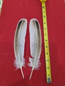 Par de plumas híbridas de ala de pavo de hierba dulce Z84 - Imagen 1 de 1