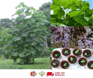 Princess Empress Foxglove Tree | 50+ seeds | Very fast growing Same Day Dispatch - Picture 1 of 4