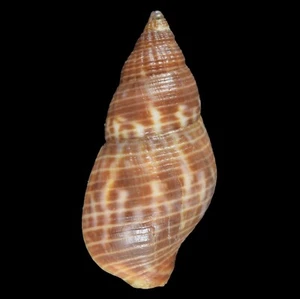 PISANIA JENNINGSI (Mactan Isl., Philippinen) 16,7 mm #42376 - Bild 1 von 3