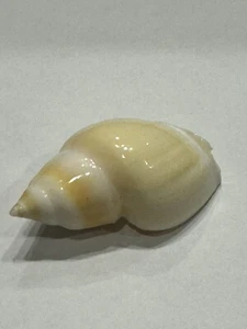 Ancilla Glabrata F+++ 52.29 mm Venezuela - Picture 1 of 3