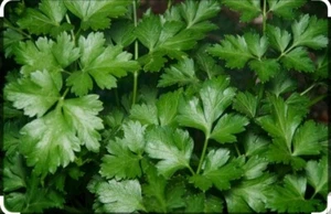 PREZZEMOLO COMUNE- PIANTA AROMATICA -PETROSELINUM CRISPUM - Foto 1 di 1