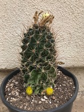 large & beautiful Hamatocactus / Thelocactus setispinus, rare, # D87