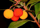 Arbutus unedo (Erdbeerbaum) – Pflanze