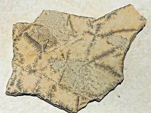 SLICE OF FOSSILS - Picture 1 of 3