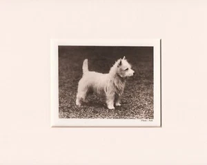 WESTIE WEST HIGHLAND WHITE TERRIER ORIGINAL DE COLECCIÓN 1931 IMPRESIÓN DE PERRO LISTO MONTADO - Imagen 1 de 1