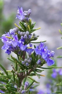Rosemary - Heirloom - 2025 - 40 Seeds - Picture 1 of 2