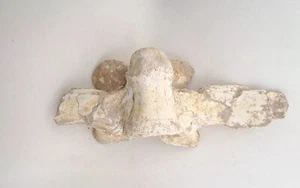 Premium Krokodil Fossil Wirbeltiere Hochwertiger Knochen aus der Kreide Marokko - Bild 1 von 24