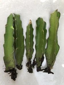 5 Rooted White Dragon Fruit Live Plant No Pot Ready To Plant - Picture 1 of 10