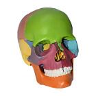Anatomy Exploded Skull Model Kids Learning Education Display Tool 15 Parts