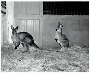 1947 Original Photo 2 new kangaroo animals at the Detroit Zoo in Michigan - Picture 1 of 2