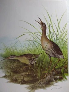 James Lockhart Signed Calendar Art Print CLAPPER RAIL 1984 Size 8" X 11" - Picture 1 of 3