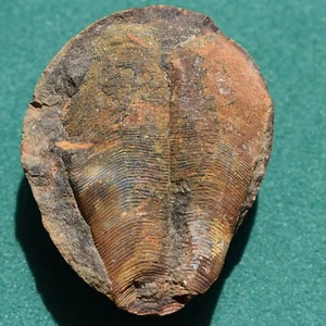 Conulariid Fossil Conularia quichua Bolivien Devon Belen Formation - Bild 1 von 8