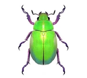Chrysina beyeri ONE REAL GREEN SCARAB BEETLE UNMOUNTED PACKAGED ARIZONA USA - Picture 1 of 1