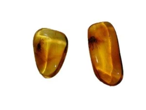 Two Small Baltic Amber Fossils with Insect Inside -Specimen in Display Case #A20 - Bild 1 von 4