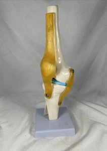 Vintage Medical Knee Joint Bone Doctors Office Display Piece Student Education - Picture 1 of 11