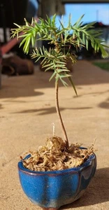 Norfolk Island Pine Bonsai Tree - Picture 1 of 5