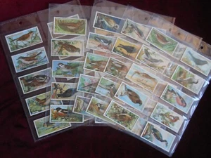British Birds Cut Outs Ogden's Zigarettenkarten 1923 X50 FULL SET! Sehr guter Zustand - Bild 1 von 11