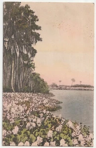 um 1920 blühende Wasserhyazinthen St. Petersburg Florida FL handkolorierte Postkarte - Bild 1 von 2