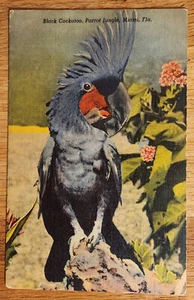 Postal negra cacatúa loro jungla de Miami Florida década de 1950 Curteich - Imagen 1 de 1