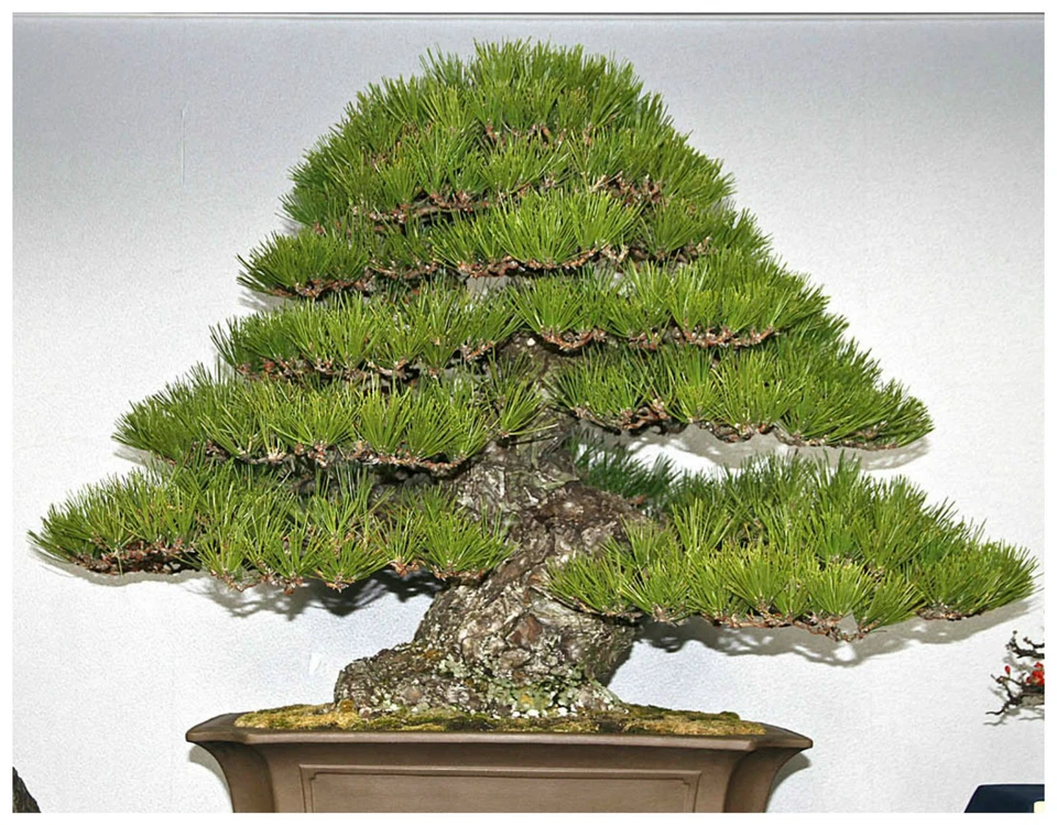 30 graines de Pinus Thunbergii ,  pin rouge du Japon,  graines bonsaï F - Photo 1/1