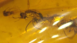4 avispas del Cretácico con moscas en birmano ámbar fósil dinosaurio edad - Imagen 1 de 18