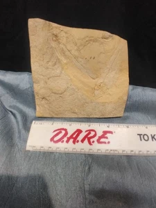 FOSSILE FISCHE DOPPELPLATTE - Bild 1 von 4