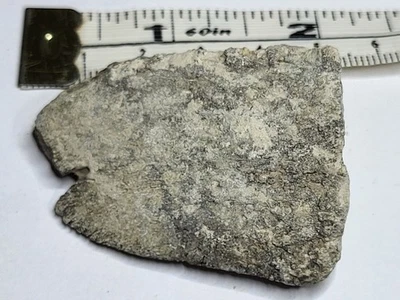 Turtle/Tortoise Shell White River Fm Oligocene 37-30myo After Dinosaurs Ref4014 - Image 1 of 4