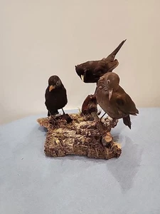 BK3 Cautive Cried Eurasian Blackbird Family Of 3 (Turdus Merula) Montaje en Mesa T - Imagen 1 de 5