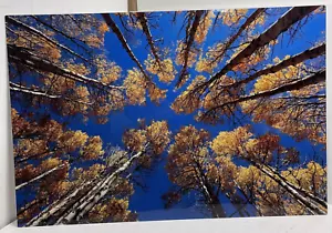 Impresión metálica montada en flotador “Into Blue” 20” x 30” - Imagen 1 de 9