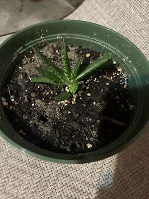 Pequeña planta viva de raíces desnudas Gasteria pillansii Foto 1 de 4