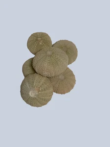 Sea Urchin - Picture 1 of 2