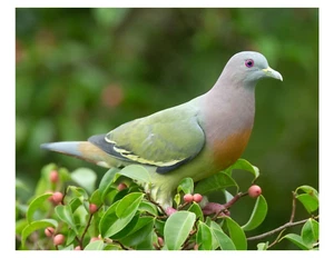 Pink-necked Green Pigeon 002 - 8x10 Photo Print On 8.5" x 11" - Picture 1 of 1