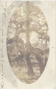 Postcard RPPC Knotted Tree Oak Tarpon Springs, Florida Photo Undivided 1906 - Picture 1 of 2