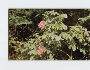 Postcard Wild roses North country vacationland North USA - Picture 1 of 2